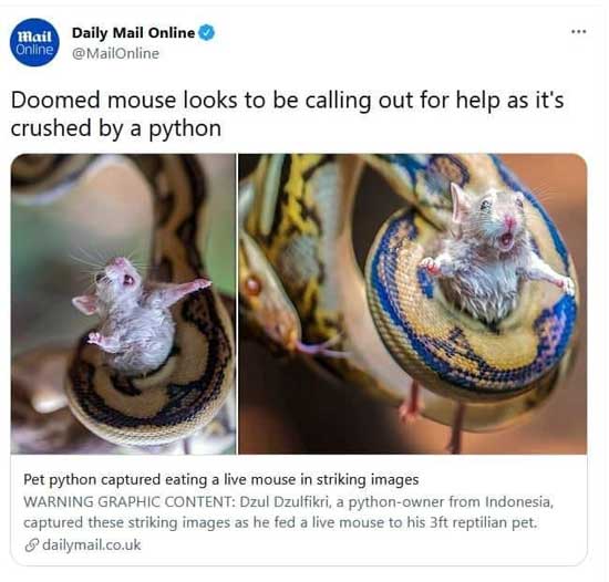 عکس دیلی میل از درخواست کمک یک موش