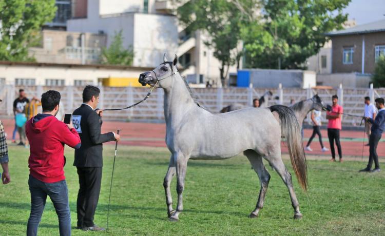 جشنواره ملی زیبایی اسب اصیل عرب