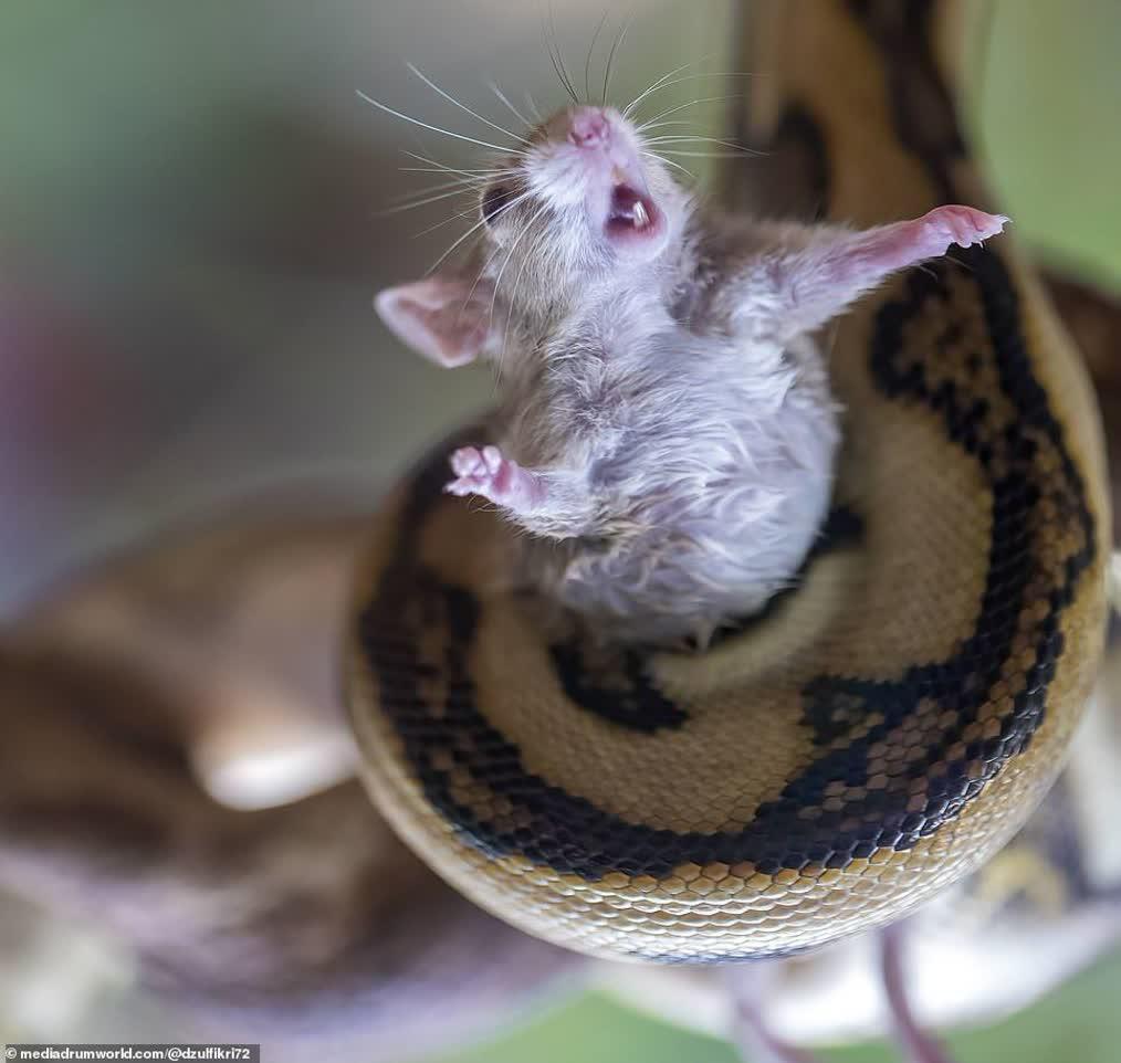 تصاویری خاص از بلعیده‌ شدن موش زنده توسط مار