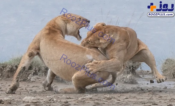 درگیری شدید و وحشتناک بین دو شیر