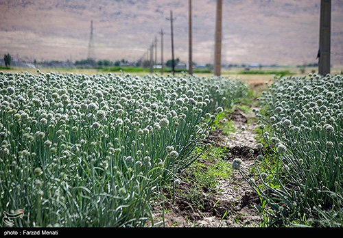 مزرعه پیاز بذری برای اولین‌بار در کرمانشاه