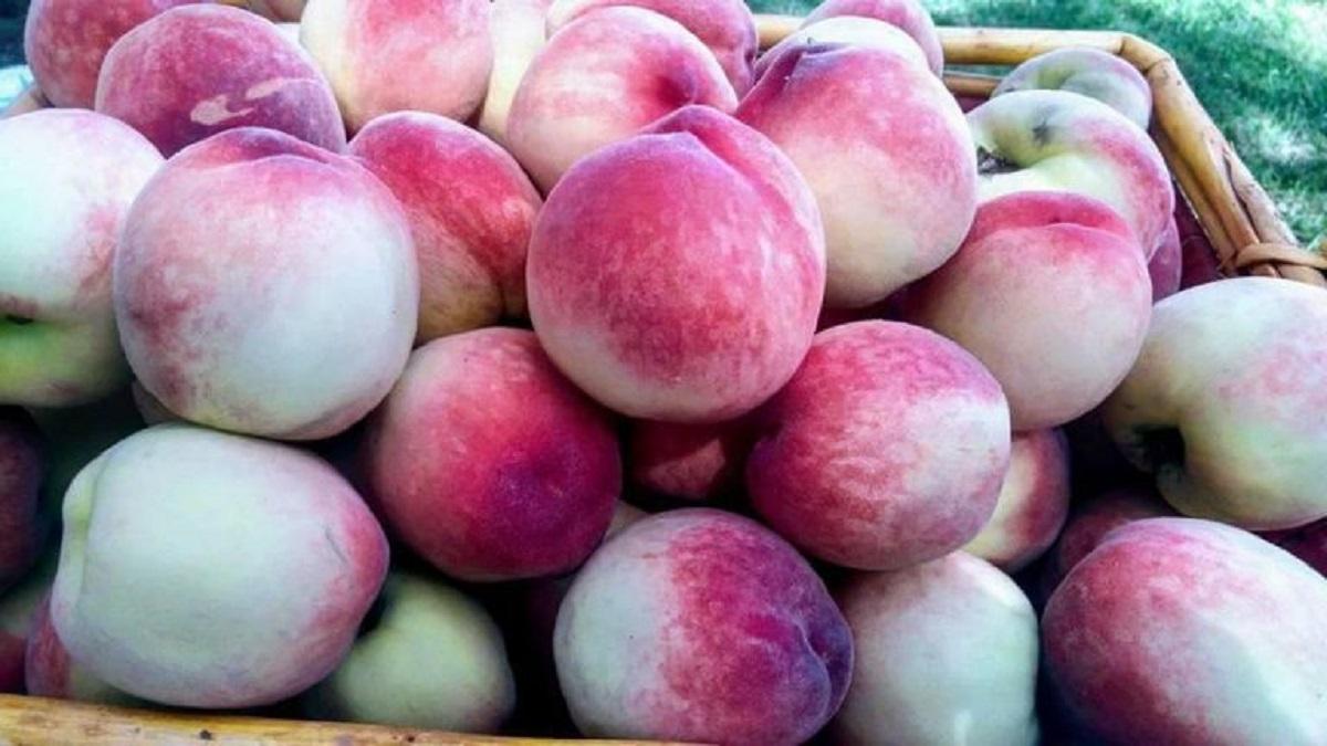 اطلاعات کامل در مورد میوه تابستانی هلو و انواع آن