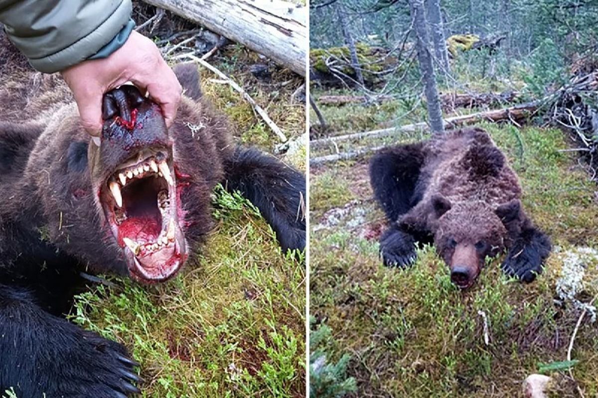 خرس یک نوجوان روسی را تکه تکه کرد + عکس