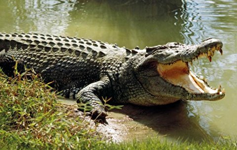 لحظه هولناک و پراسترس به دام انداختن تمساح مزاحم در فلوریدا