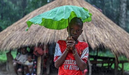 چتر طبیعی کودکان گینه‌ای هنگام بارش باران