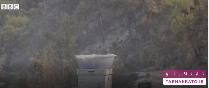 نابودی تولید عسل صنوبر بعد از آتش‌سوزی ترکیه