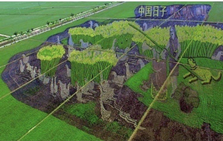 تصویرسازی جذاب در مزارع برنج ژاپن