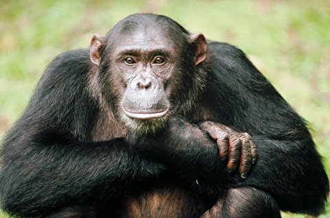 حرکات قابل توجه شامپانزه‌ای در پارک حیات وحش