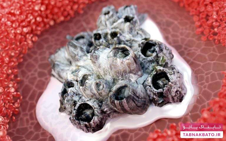 ساخت خمیر طبی شگفت‌انگیز از صدف دریایی