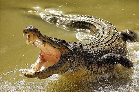 حمله ناگهانی تمساح به یکی از مراقبانش در باغ وحش
