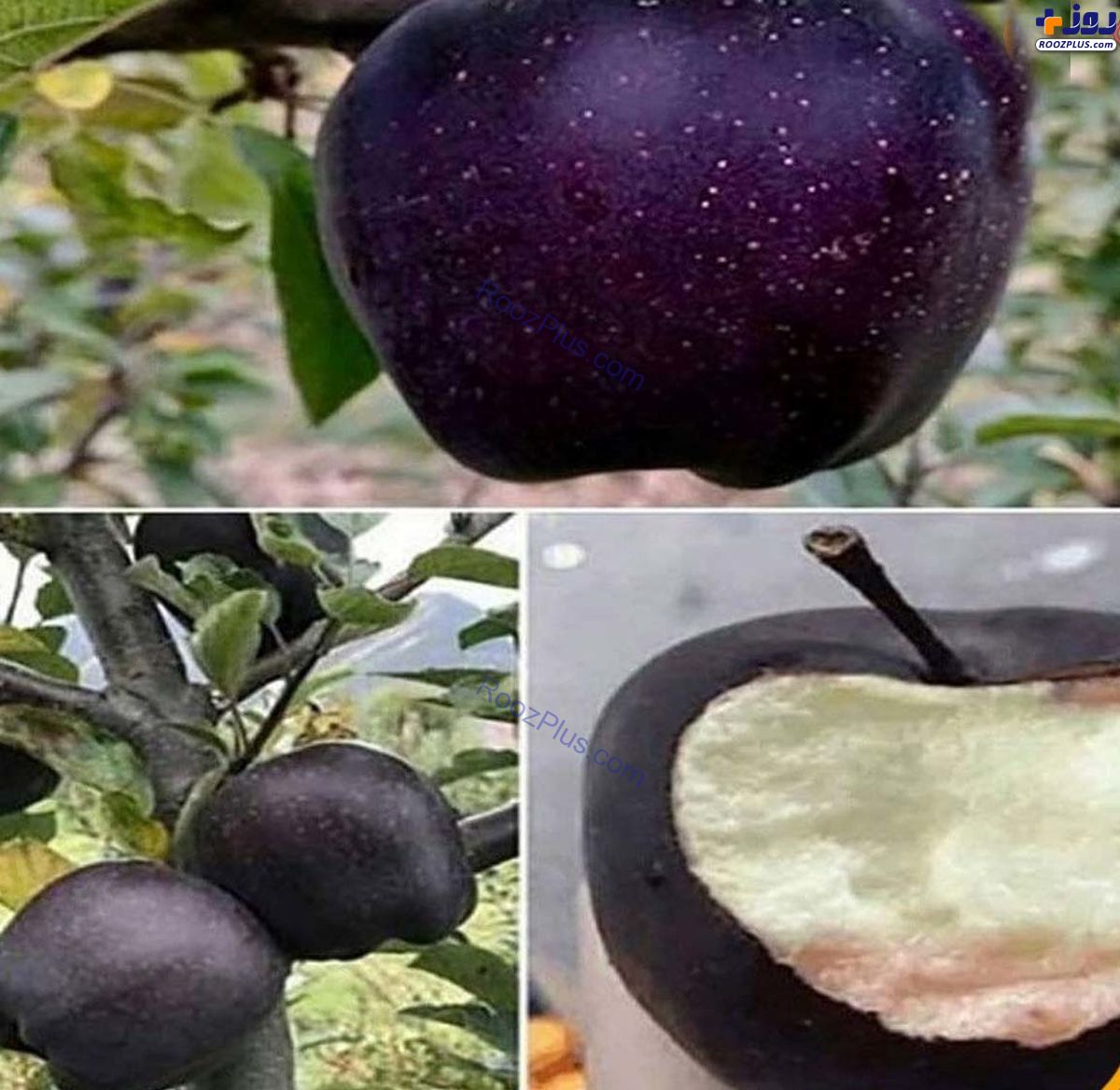 میوه ای عجیب و گرانقیمت به نام سیب سیاه یا الماس سیاه تبت+عکس