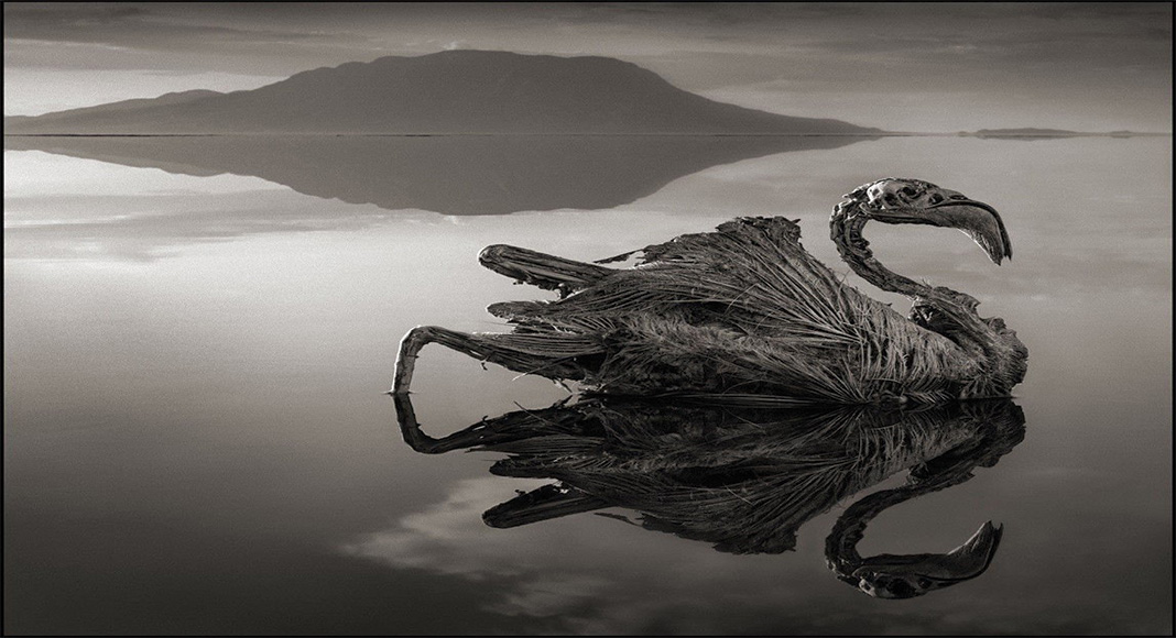 دریاچه ترسناک ناترون در شمال تانزانیا + عکس