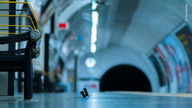 دعوای دو موش در متروی لندن+ عکس