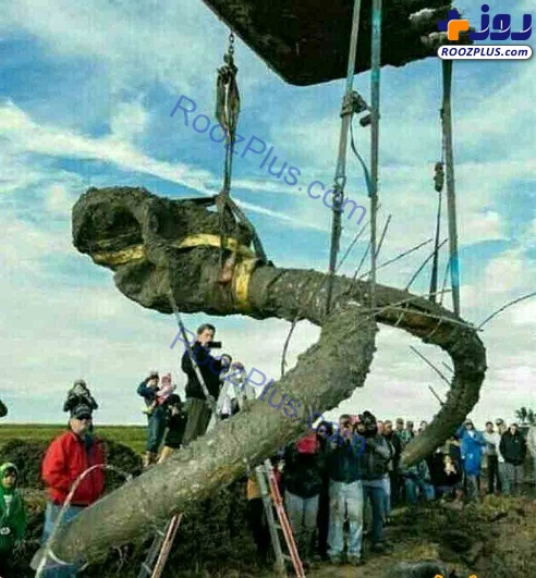 بزرگترین عاج کشف شده از ماموت عظیم الجثه+عکس
