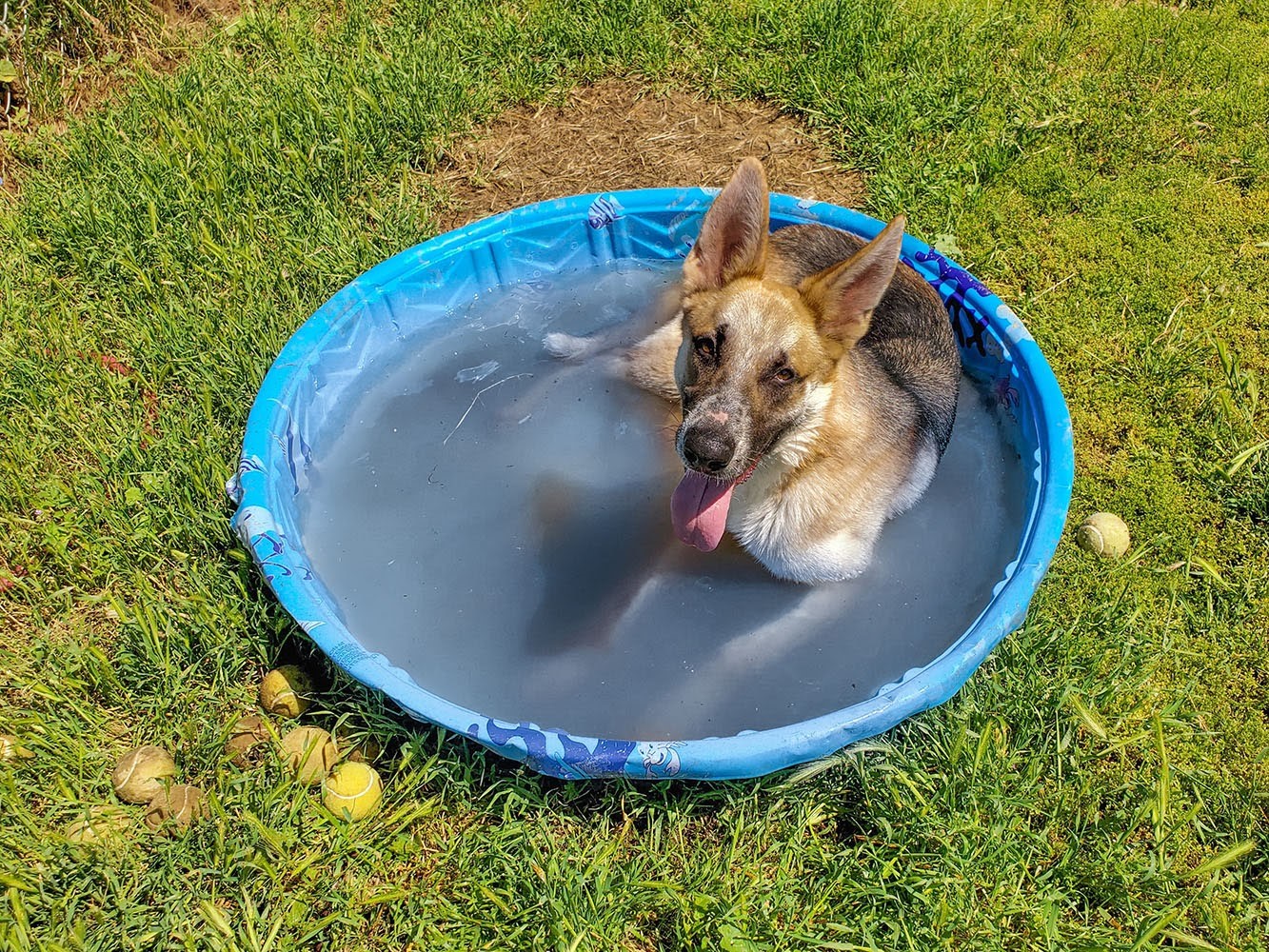 سنجاق: نگهداری حیوانات خانگی در گرمای تابستان