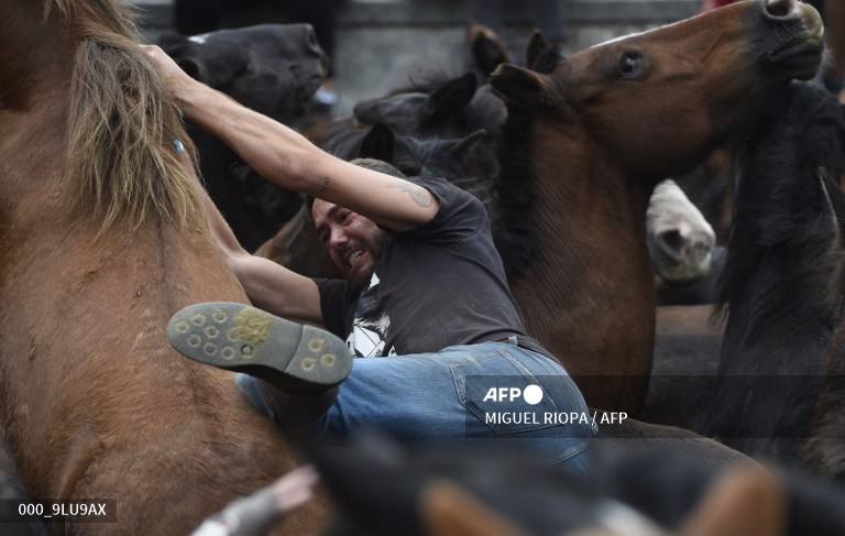 جشنواره رام کردن اسب های وحشی در اسپانیا + عکس