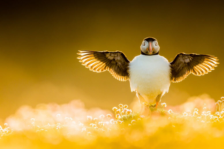 عکس‌های زیبای برنده مسابقه عکاسی از پرندگان در سال ۲۰۲۱
