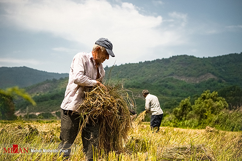 برداشت سنتی برنج در شالیزار‌های مازندران