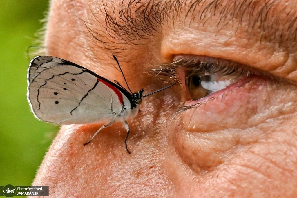 شکار لحظه ای جالب از یک پروانه + عکس