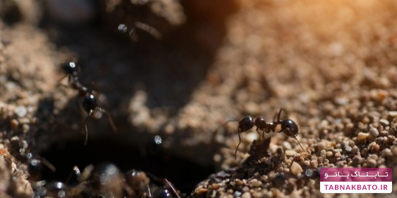 مورچه ای که برای حفاظت از لانه خود را منفجر میکند