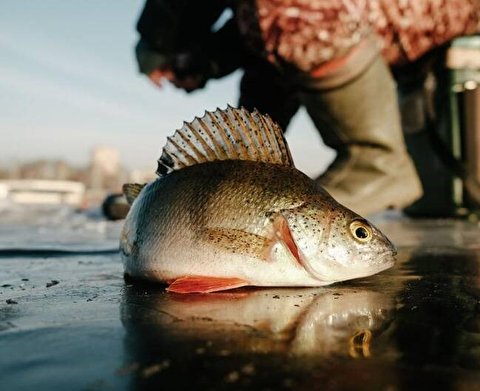 تصاویری از شیوه ماهی‌گیری با شیوه ای هولناک و غیر انسانی