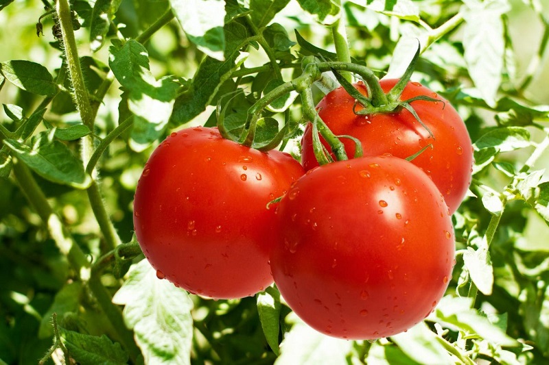 آیا رگه‌های سفید گوجه مضر است؟