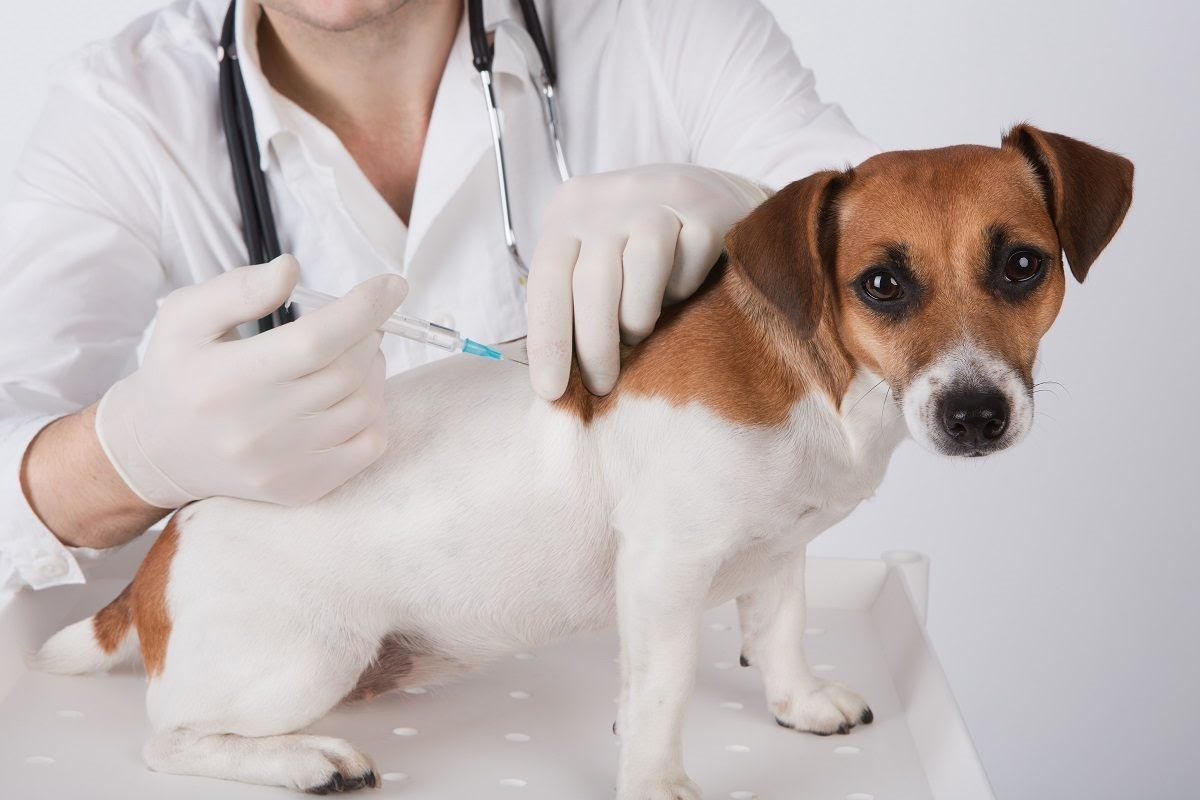 راهنمای سنجاق درباره واکسن حیوانات خانگی