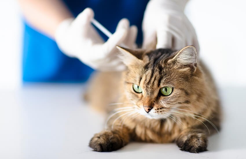 راهنمای سنجاق درباره واکسن حیوانات خانگی