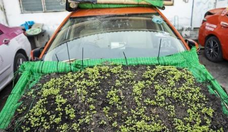 تاکسی‌هایی که باغ سبزیجات شدند!