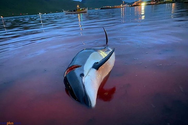 قتل‌عام بی‌رحمانه دلفین‌ها در جزایر فارو