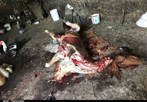 نیم تن گوشت اسب غیرمجاز در تهران معدوم شد