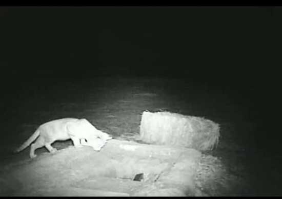 مشاهده گربه شنی در حال انقراض در کرمان