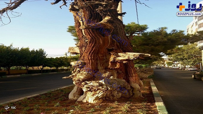 درختی به قدمت ۱۳۰۰ سال در البرز