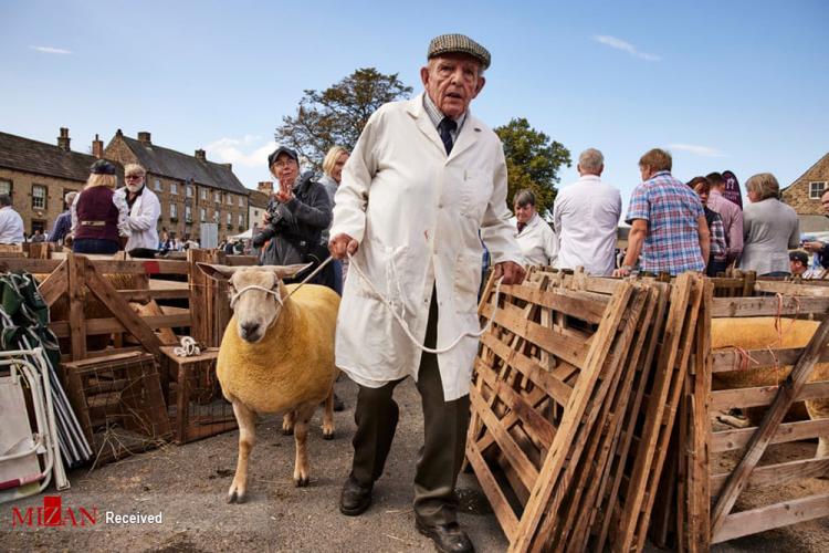 نمایشگاه گوسفند در انگلیس