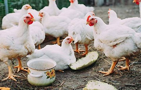 اقدام عجیب و ناشایست مرغداران برای افزایش وزن مرغ ها