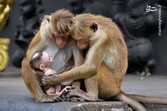 خانواده‌ی میمون+عکس