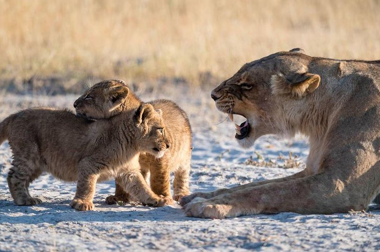 صحنه ای جالب از تشر زدن شیر والد به فرزندانش
