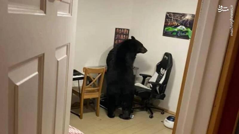 ورود خرس به یک خانه+عکس