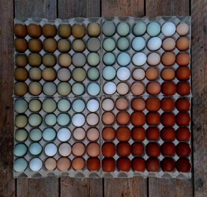 تنوع زیبای رنگ پوست تخم‌مرغ + عکس
