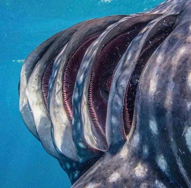 نمای نزدیک و حیرت آور از آبشش های کوسه نهنگ