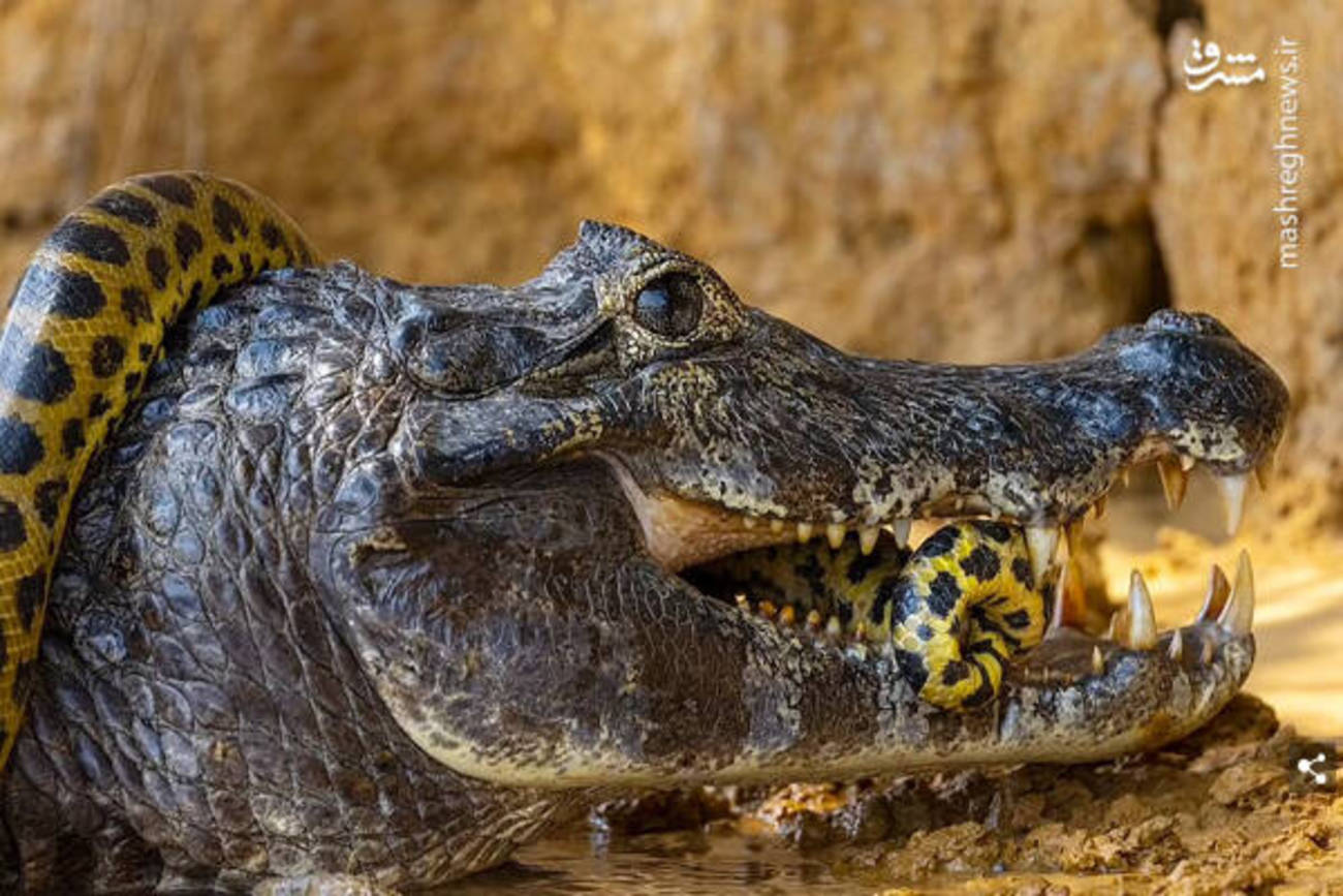نبرد تنگاتنگ تمساح با مار غول پیکر+عکس