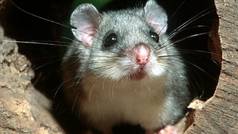 کشف و ضبط موش‌های منجمد، غذای مورد علاقه مافیا