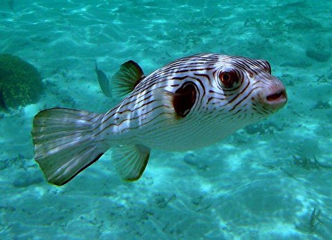 شگفتی آفرینی ماهی کوچک در کف اقیانوس