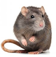 کشف و ضبط موش‌های منجمد، غذای مورد علاقه مافیا