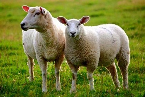 ویدیویی پربازدید از باهوش‌ترین گوسفند جهان