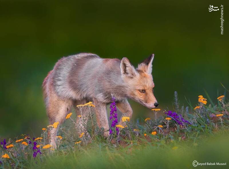روباه رمانتیک+عکس