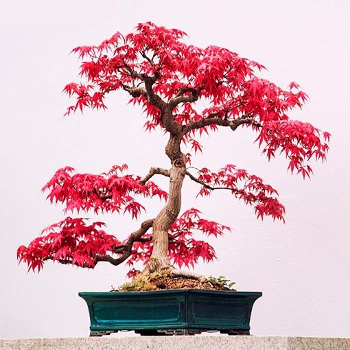 افرا زیباترین درخت دنیا نماد چیست؟