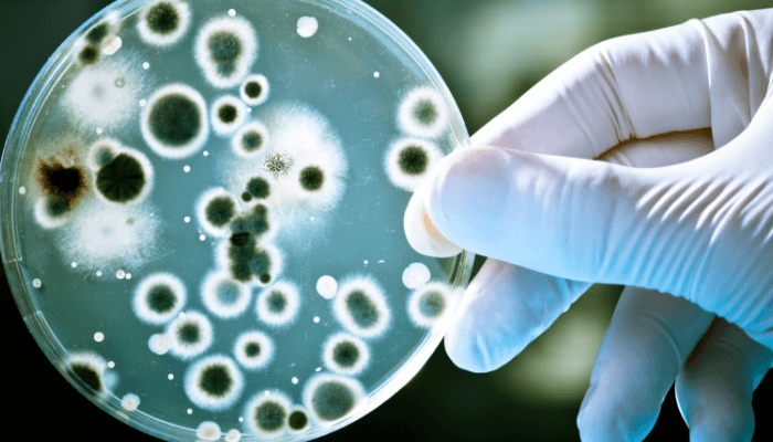 میکروبیولوژی چیست؟