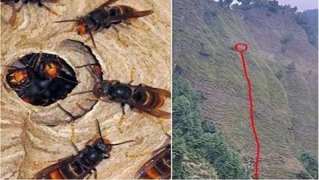 زنبورها یک مادر و دخترش را از بالای صخره به پایین پرت کردند