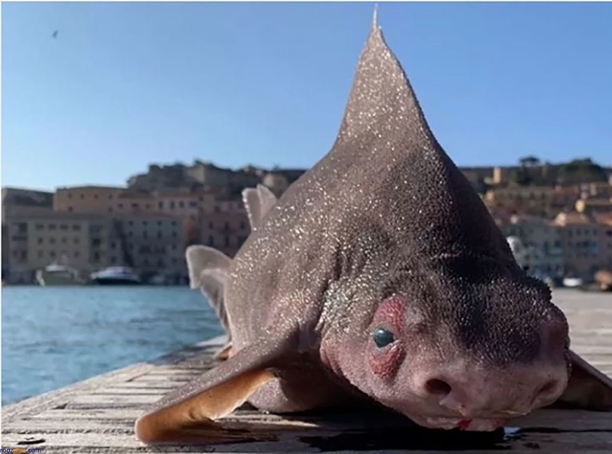 یک ماهی عجیب و غریب با بدنی شبیه به خوک در ساحل+عکس
